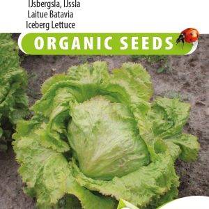 iceberg lettuce, iceberg lettuce Grazer Krauthäuptel 2