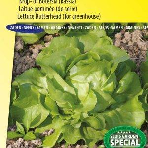 Head lettuce for the greenhouse, John