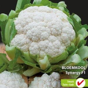 Bloemkool Synergy F1