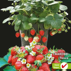 Aardbei Tresca (semi-grootvruchtig)