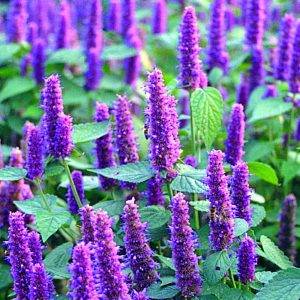 Agastache mexicana Lakritze