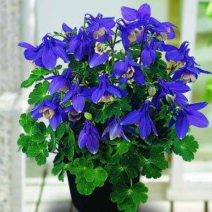 Aquilegia flabellata Cameo (Akelei)