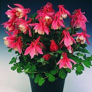 Aquilegia flabellata Cameo (Akelei)