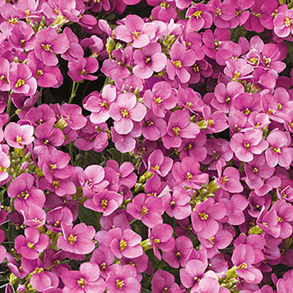 Arabis caucasica Little Treasure