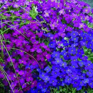 Aubrieta x hybrida Audrey Red Purple Mix