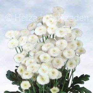 Chrysanthemum parthenium Madonna