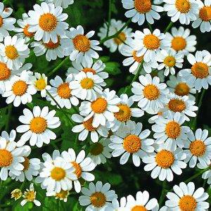 Chrysanthemum parthenium Snow Star