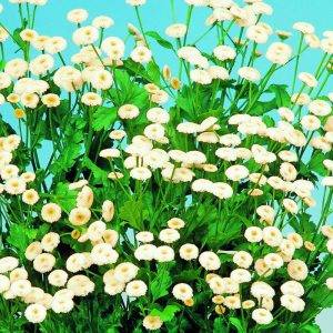 Chrysanthemum parthenium Summer Spirit