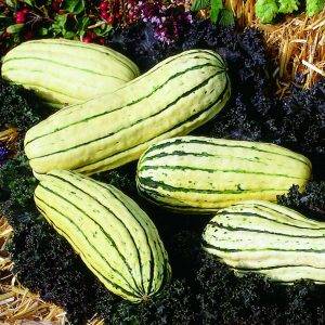 Curcubita small-fruited Delicata
