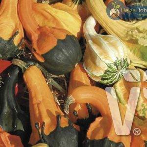 Curcubita small-fruited mix Autumn Wings Small