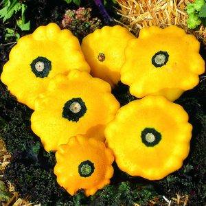 Curcubita Patisson Sunburst