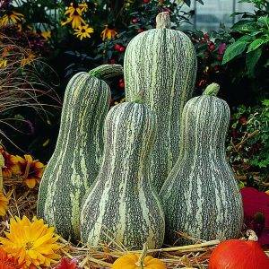 Curcubita Groot vruchtig Cushaw Green Stripe
