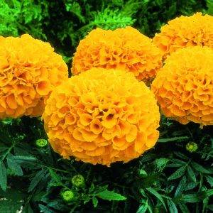 Tagetes x erecta Orange