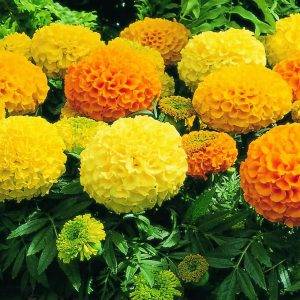 Tagetes x erecta Orange (kopie)