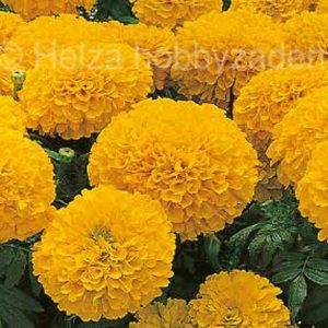 Tagetes x erecta Orange Inca II F1 Gold