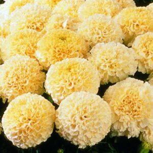 Afrikanen Vanilla F1 Inca II Tagetes Erecta nana