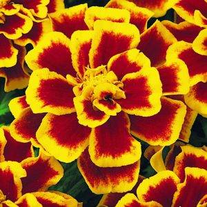 Tagetes x patula Solena® Bee