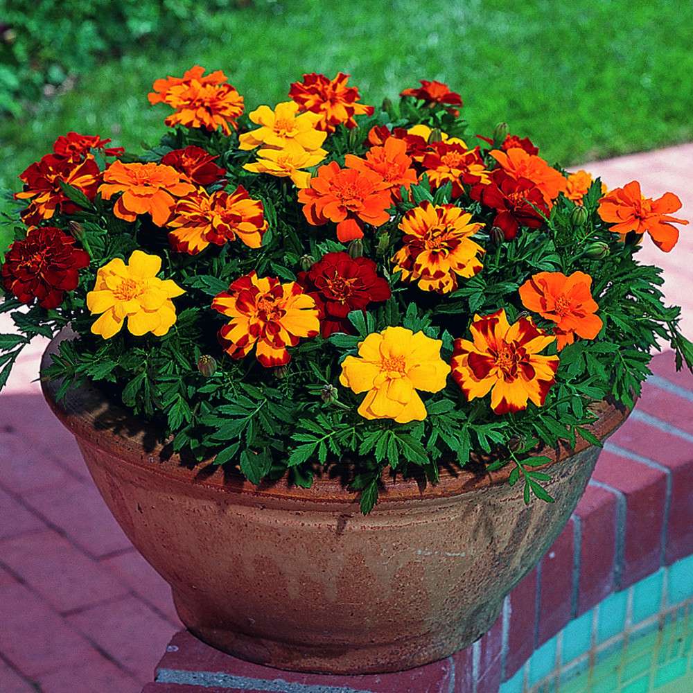 Tagetes x patula Solena® Mix