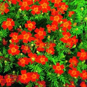 Tagetes tenuifolia Luna Lemon Red