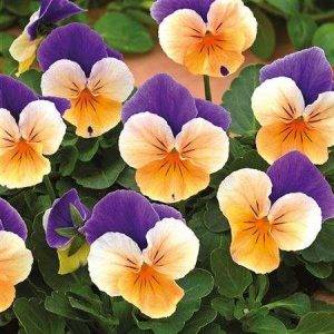Twix® F1 Pansy Apricot Azure Wing