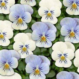 Twix® F1 Pansy Azure Twilight