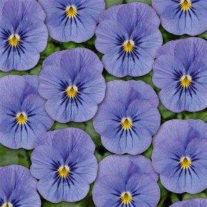 Twix® F1 Pansy Blue