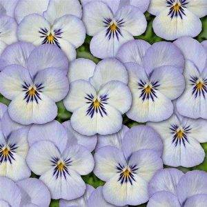 Twix® F1 Pansy Blue Picotee