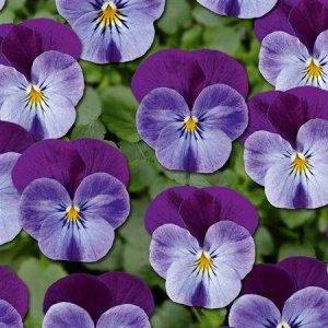Twix® F1 Stiefmütterchen Blau Violett Flügel