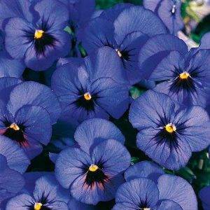 Viola x cornuta Twix® F1Blue with Eye
