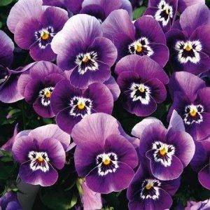 Twix® F1 Pansy Dark Marina