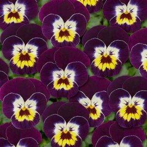 Twix® F1 Pansy Deep Purple Cream Face