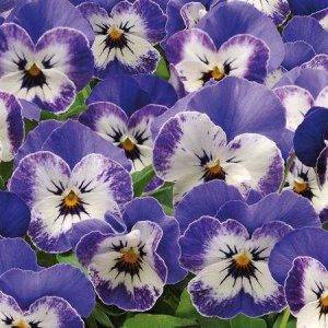 Twix® F1 Pansy Delft Blue