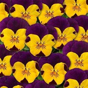 Twix® F1 Stiefmütterchen Gold Purple Wing
