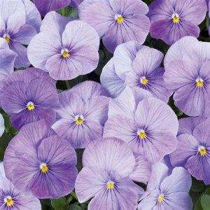 Twix® F1 Pansy Lavender Shades