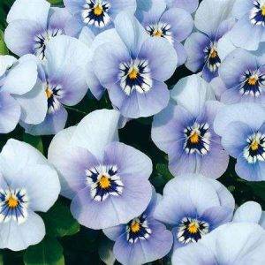 Twix® F1 Pansy Marina