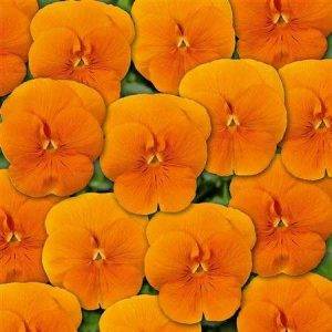 Twix® F1 Violet Orange