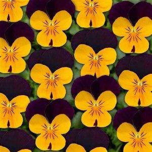 Twix® F1 Viooltje Orange Purple Wing