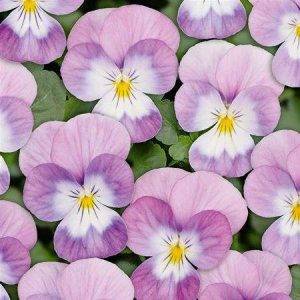 Twix® F1 Pansy Pink Face