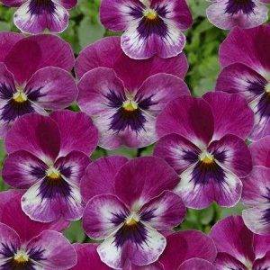 Twix® F1 Violett-Himbeere