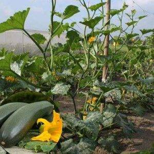 Eco climbing courgette Alando® 5 seeds