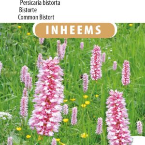 Adderwortel Persicaria bistorta