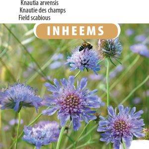Beemdkroon Knautia arvensis