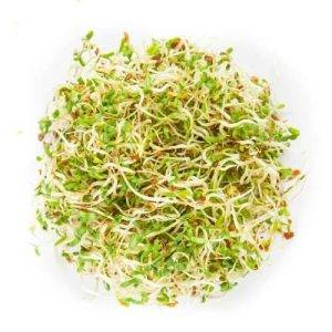 Sprout vegetable Alfa Alfa ca 10 grams