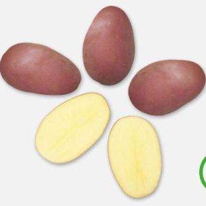 Seed potato Cereza 28-40