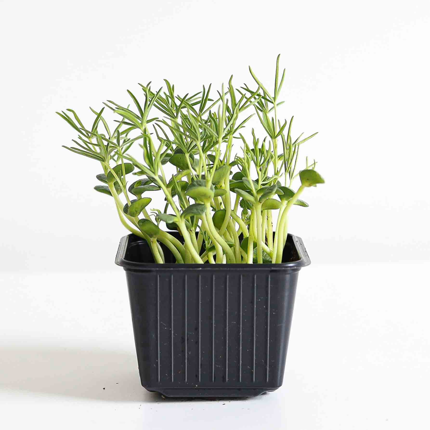 Sprout vegetable Lupin ca 10 grams