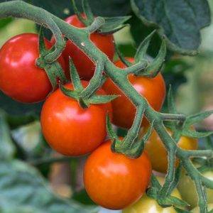 Tomaten zusammen bestellen