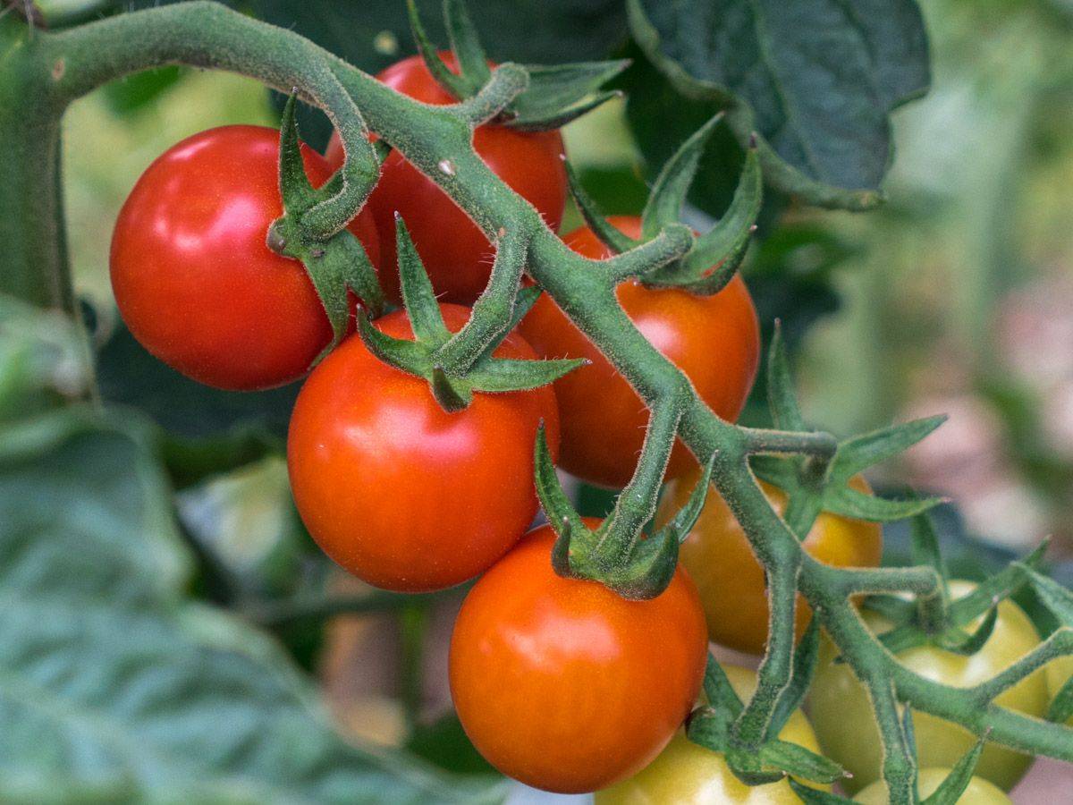 Tomaten zusammen bestellen