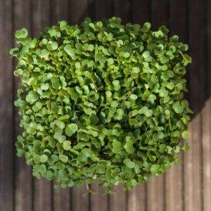 Spruitgroente Rucola Rocket ca 10 gram
