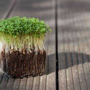 Sprout vegetable Cress ca 10 grams