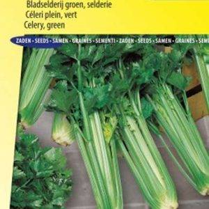 Bleekselderij Green Sleeves